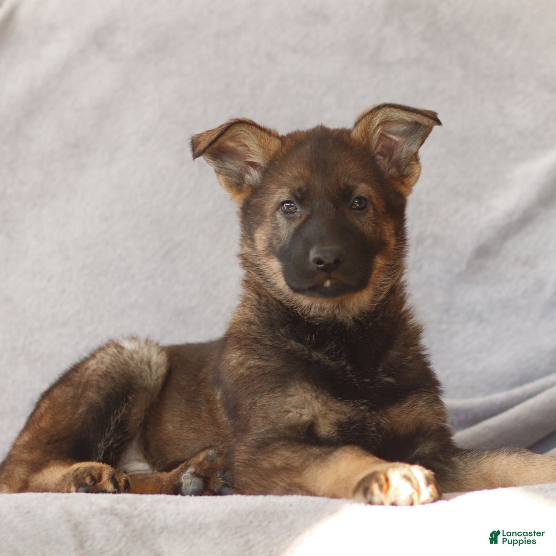 German Shepherd dogs for sale: Tucker the German Shepherd Puppy - Ad 1