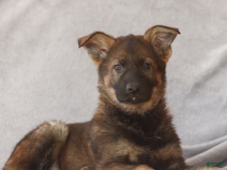 German Shepherd dogs Tucker the German Shepherd Puppy - Ad 32