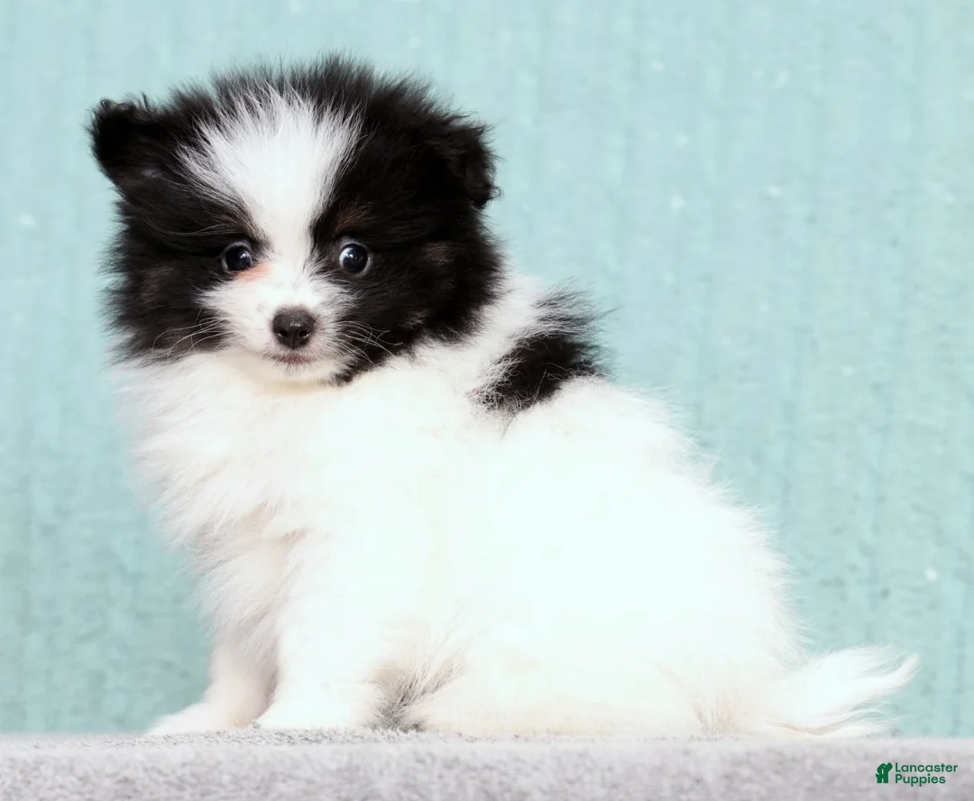 Pomeranian dogs for sale: Bingo - Ad 1