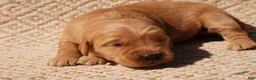 Golden Retriever dogs for sale: Daisy -AKC, Genetically Clear - Ad 95