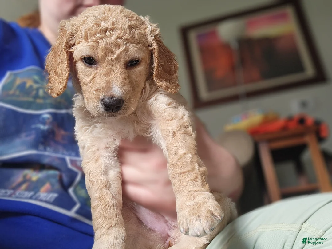 Goldendoodle dogs for sale: Goldendoodle Puppy green girl - Ad 2