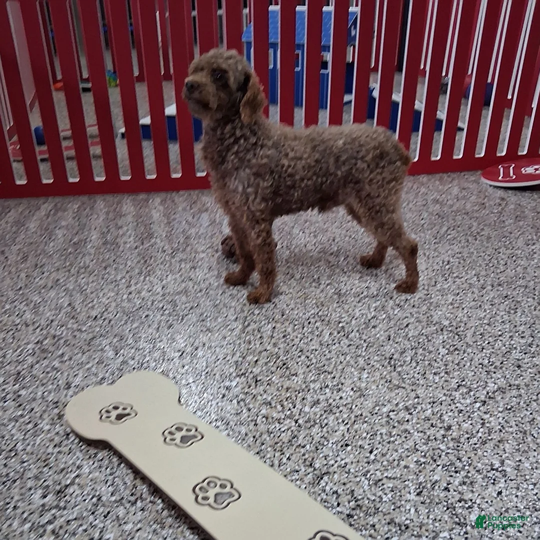 Cockapoo dogs for sale: Twinkle - Ad 8