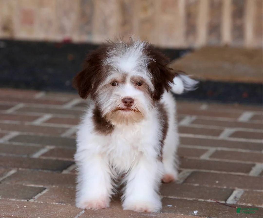 Havanese dogs for sale: Hope - Ad 28