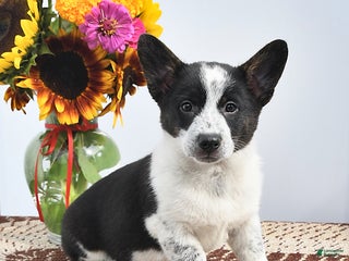 Mixed Breed dogs - Ad 19