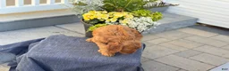 Goldendoodle dogs for sale: Tasha - Ad 11