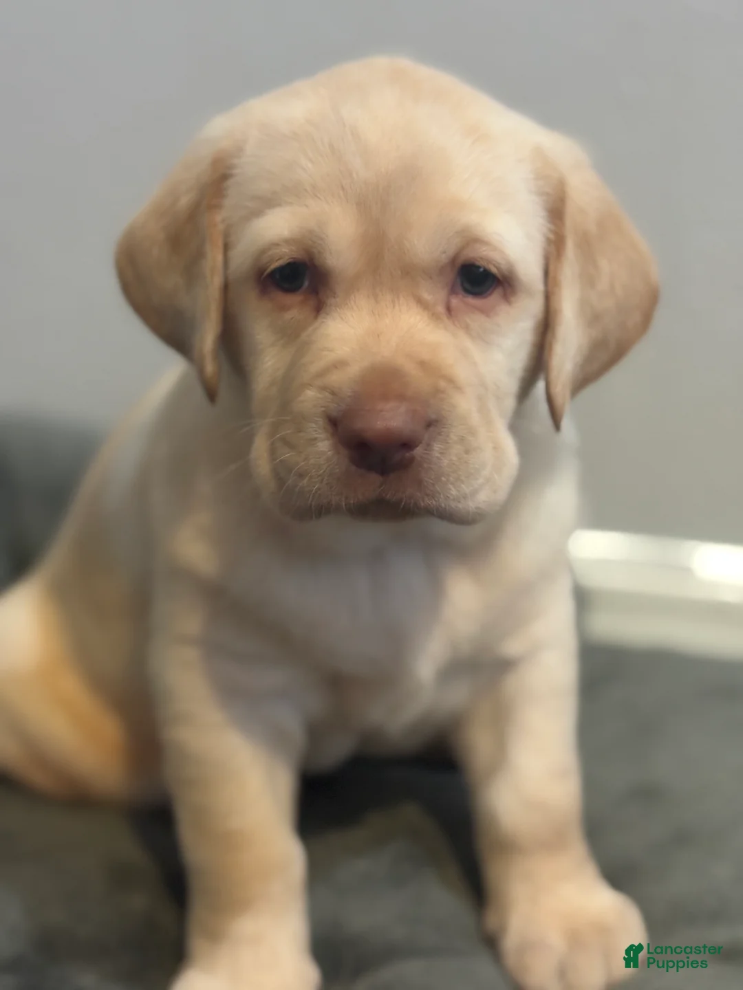 Labrador Retriever dogs for sale: Snow - Ad 1