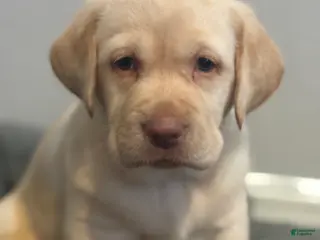 Labrador Retriever dogs Snow - Ad 7