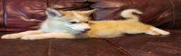 Alaskan Malamute dogs for sale: Alaskan Malamute 5 - Ad 1