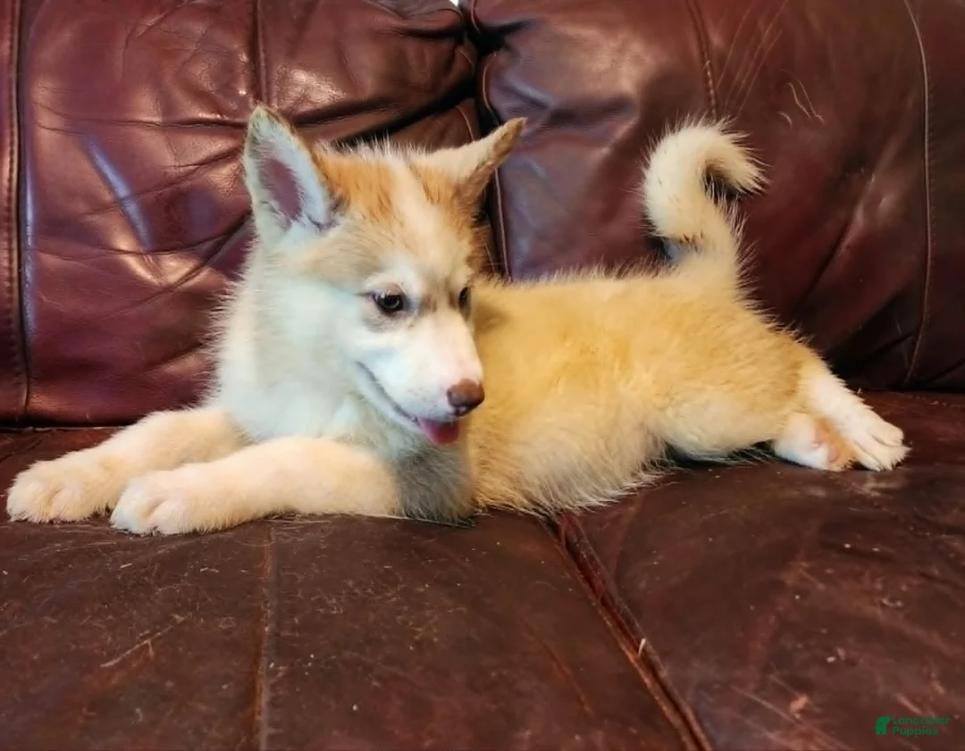 Alaskan Malamute dogs for sale: Alaskan Malamute 5 - Ad 1