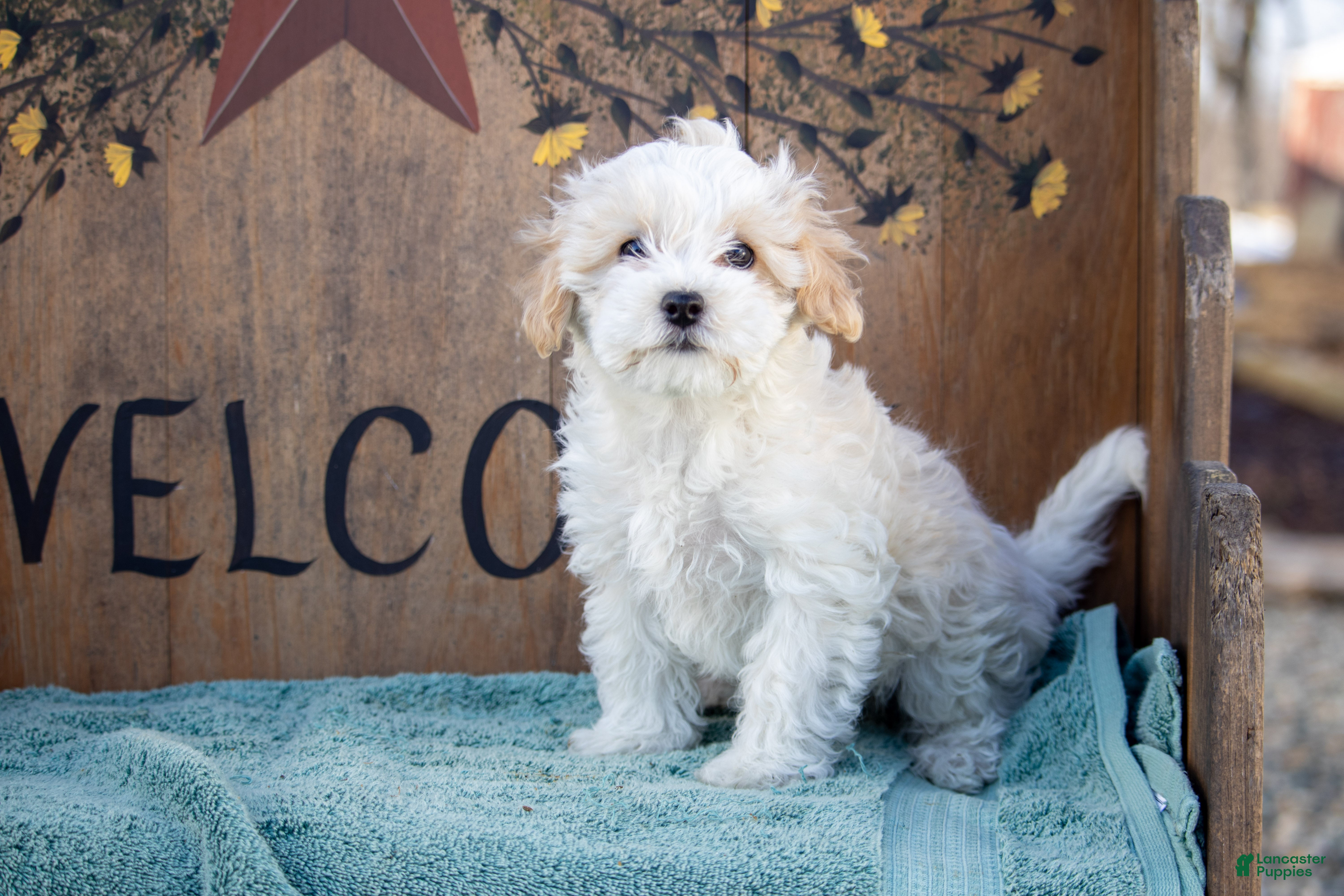 Maltipoo dogs for sale: Maltipoo Puppy 1 - Ad 1