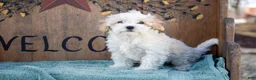 Maltipoo dogs for sale: Maltipoo Puppy 1 - Ad 1