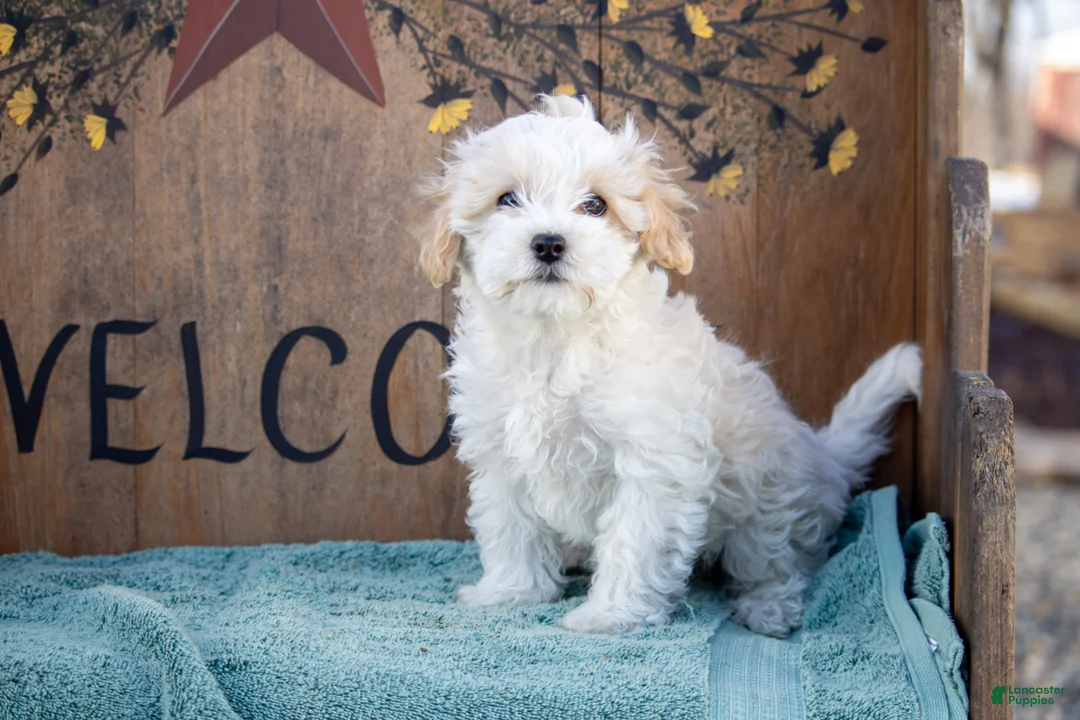 Maltipoo dogs for sale: Maltipoo Puppy 1 - Ad 1