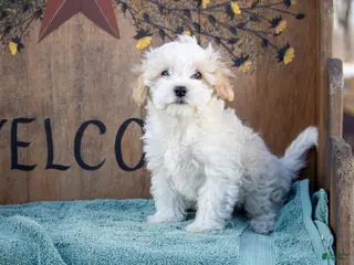 Maltipoo dogs for sale: Maltipoo Puppy 1 - Ad 1