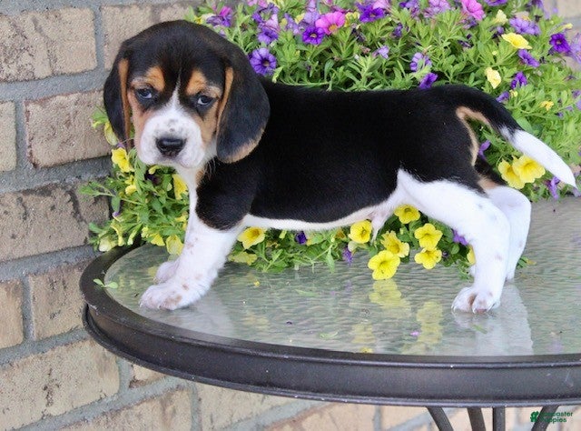 Beagle dogs for sale: Nicky - Ad 6