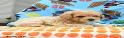 Bichpoo dogs for sale: Captain - Ad 3