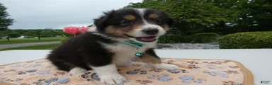 Puppy 8 Bella