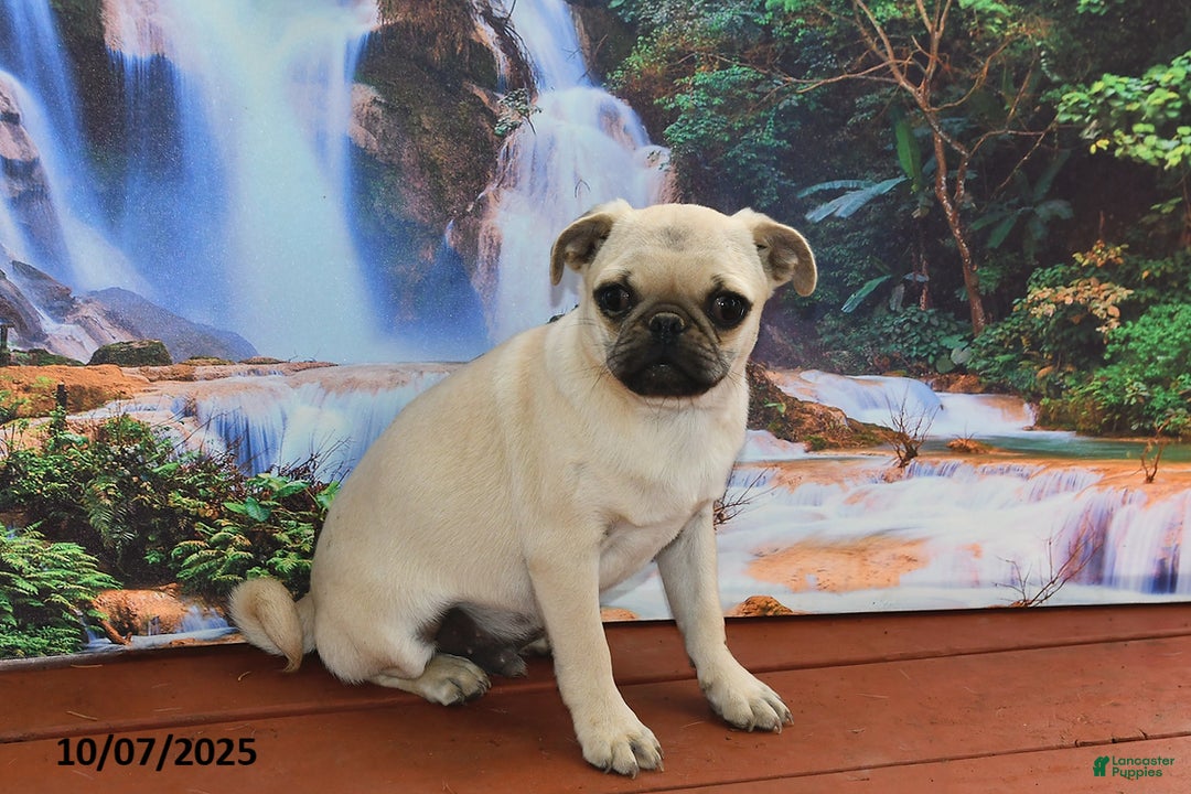 Pug dogs for sale: Wee Willy Winkie - Ad 7