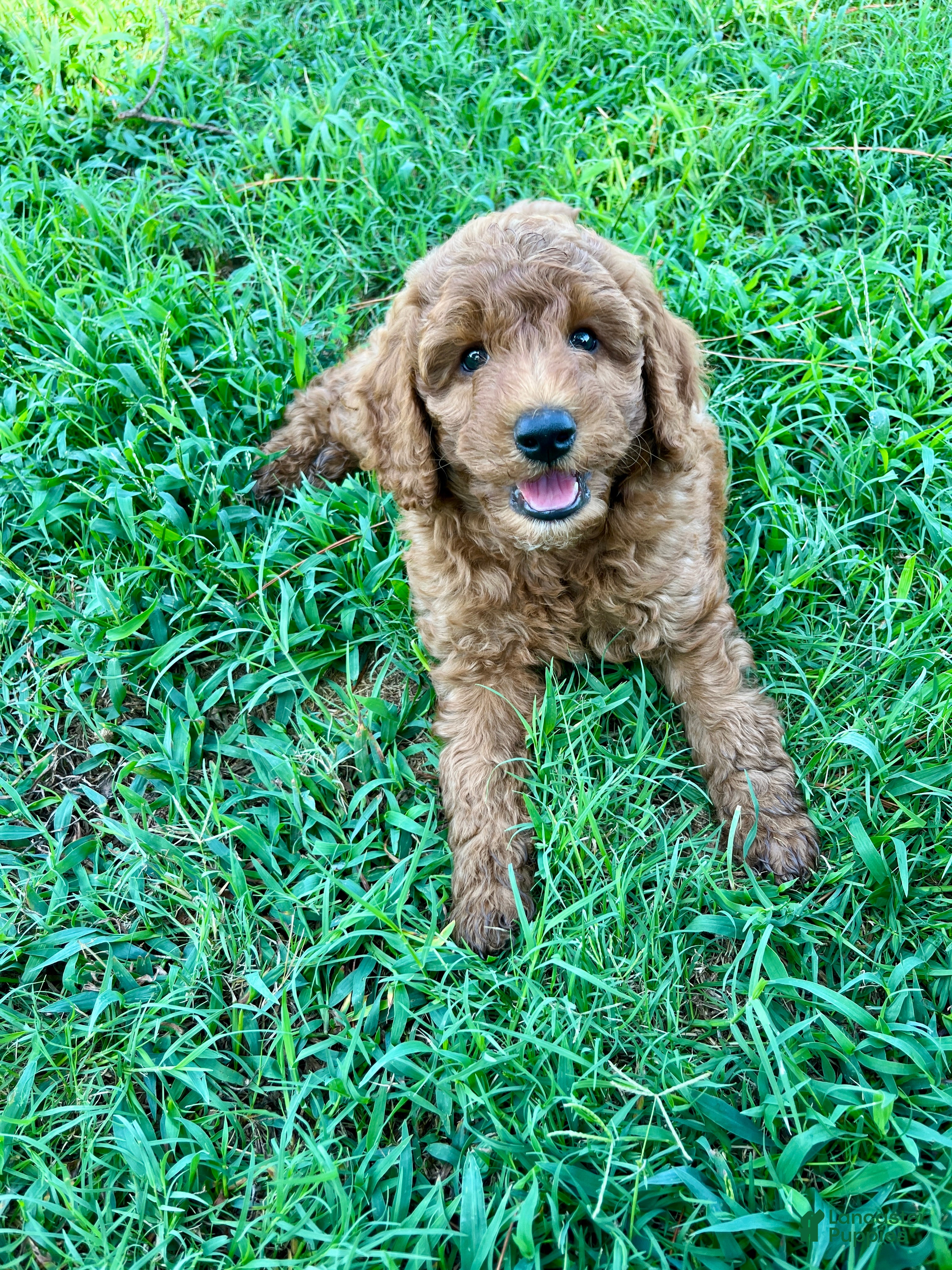 Goldendoodle dogs Ollie Medium-sized F1BB - Ad 1