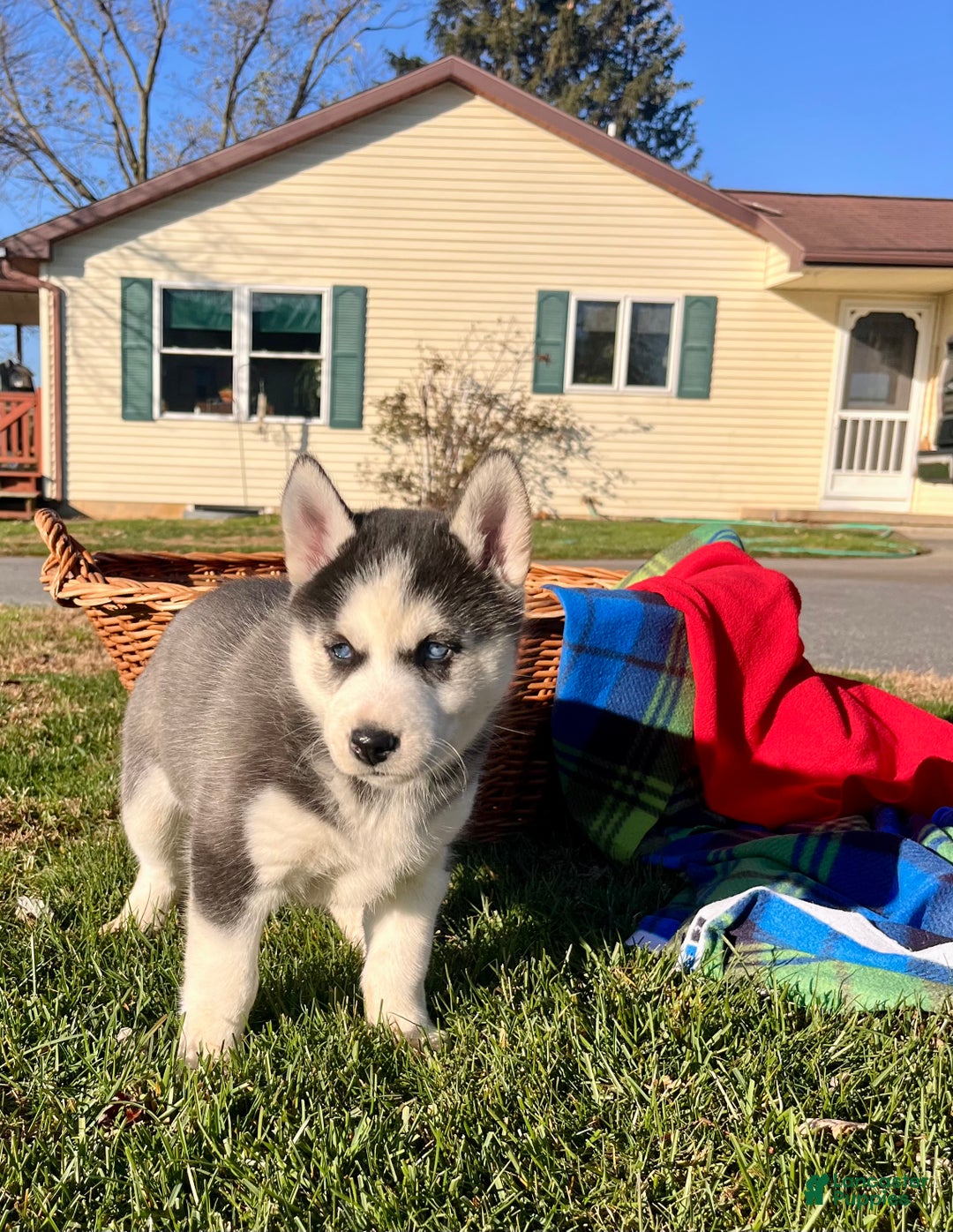 Siberian Husky dogs for sale: Skye🎄❤️ big beautiful girl call 717-925-6681 - Ad 1