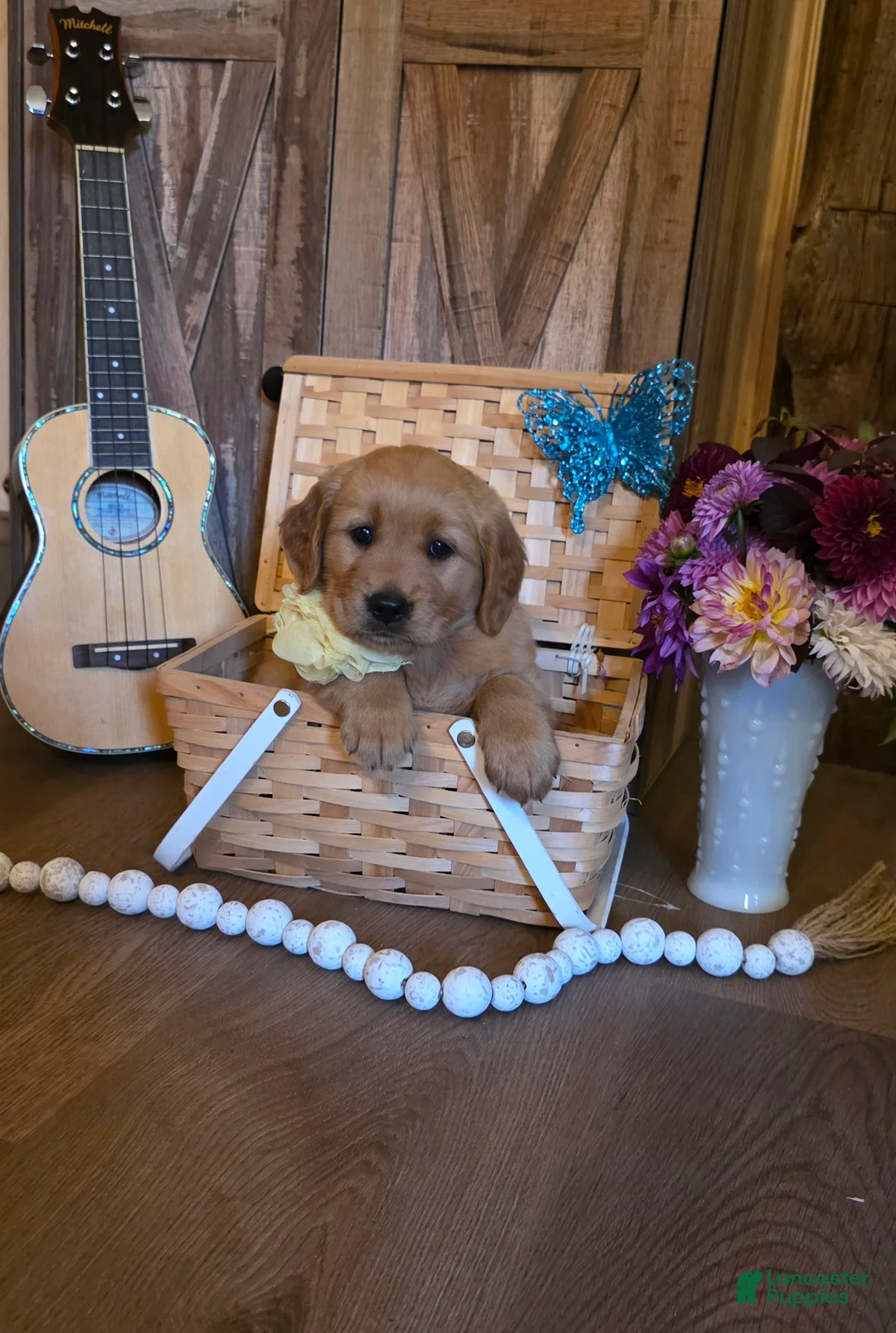 Golden Retriever dogs for sale:  Luna - Ad 1