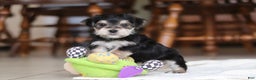 Morkie dogs for sale: Benson - Ad 6