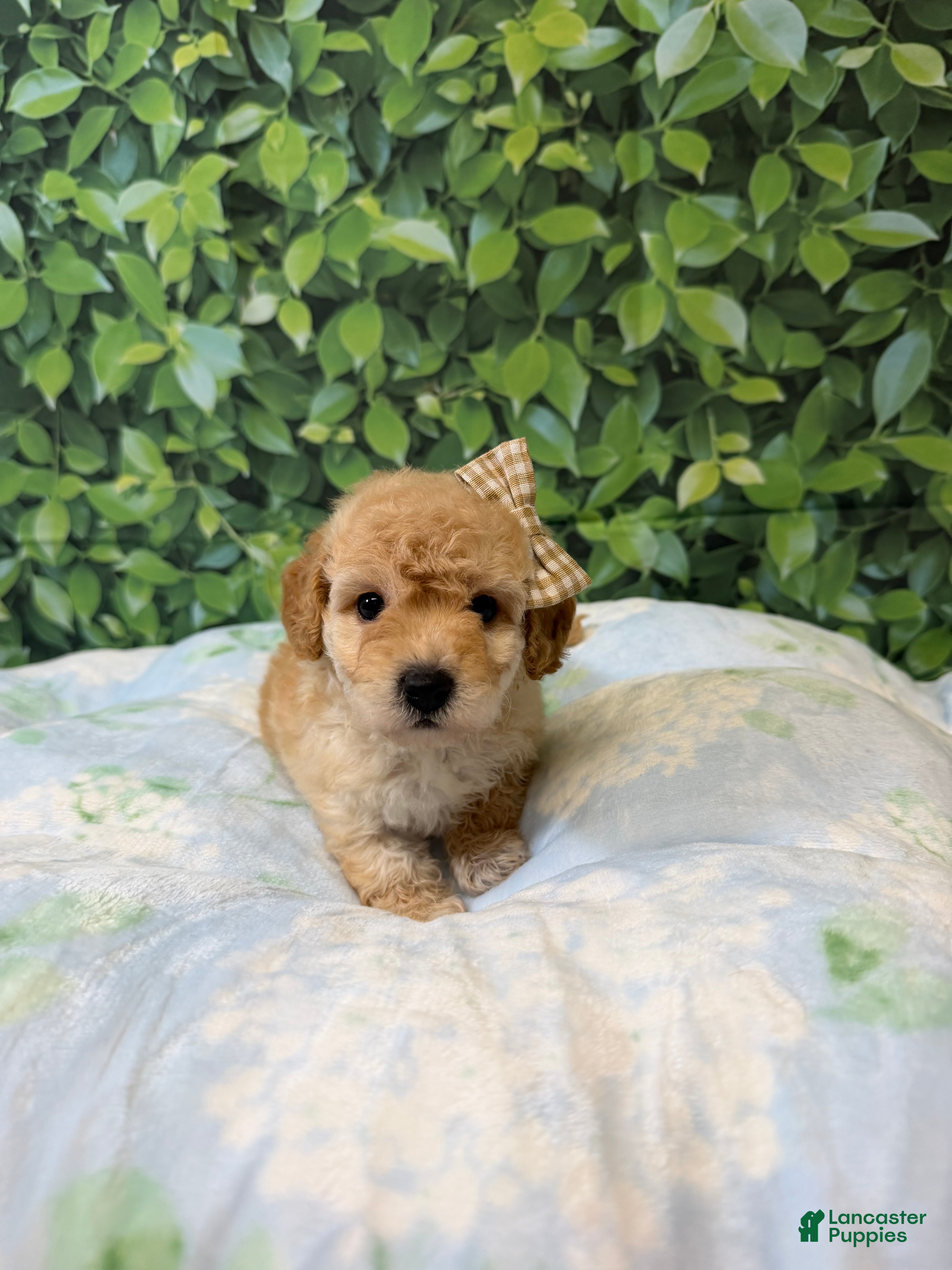 Maltipoo dogs Tiana - Ad 2