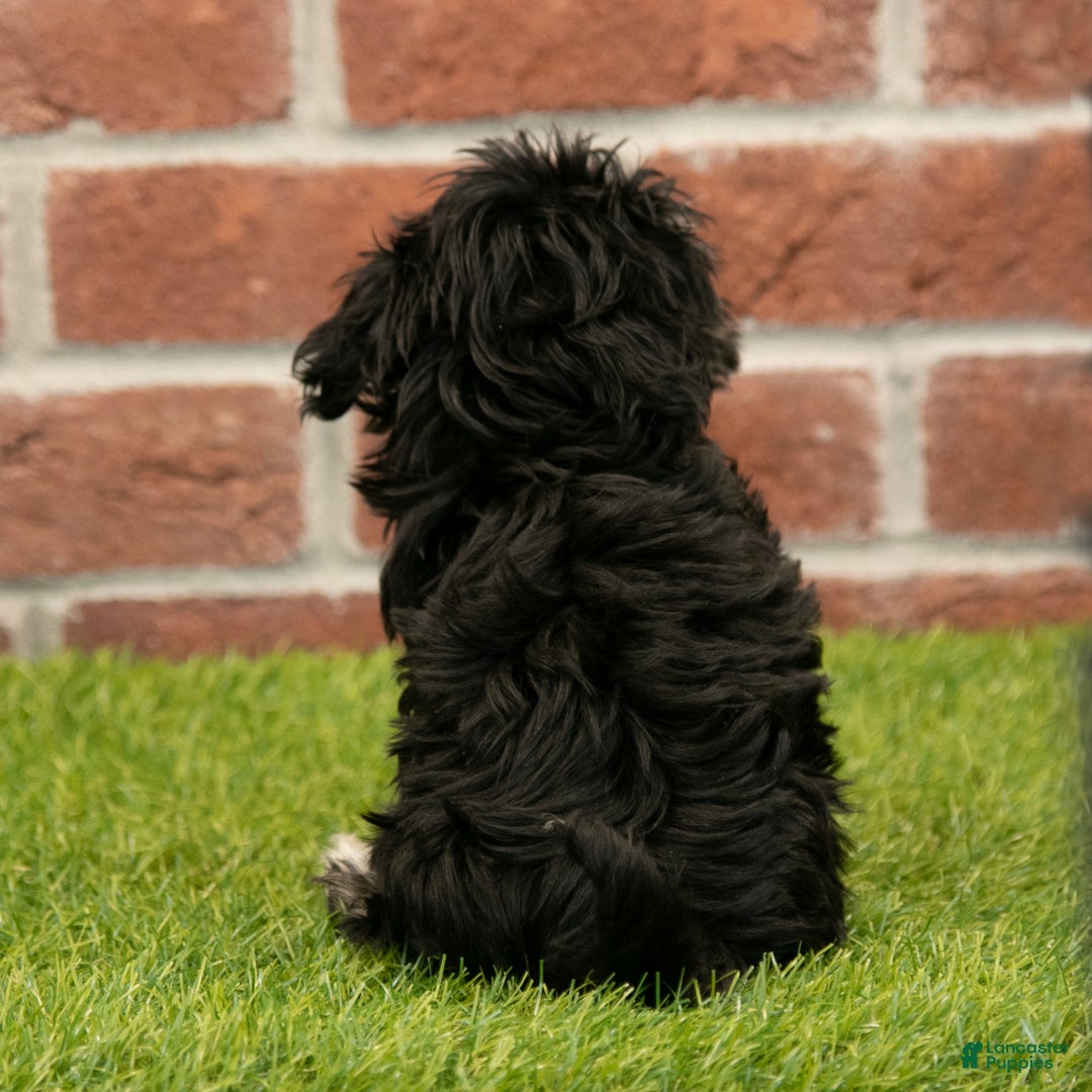 Havanese dogs for sale: Sally - Ad 6
