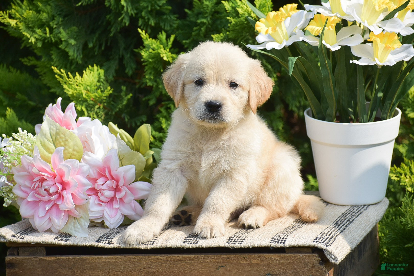 Golden Retriever dogs Frankie - Ad 1
