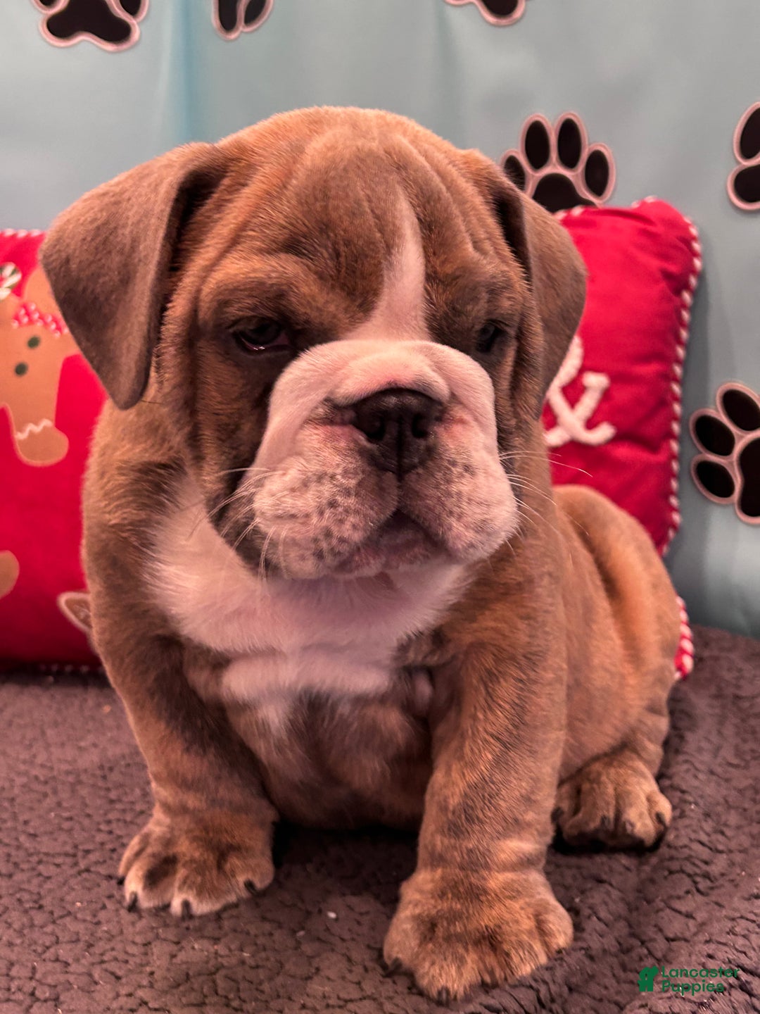 English Bulldog dogs for sale: LEO - Ad 7