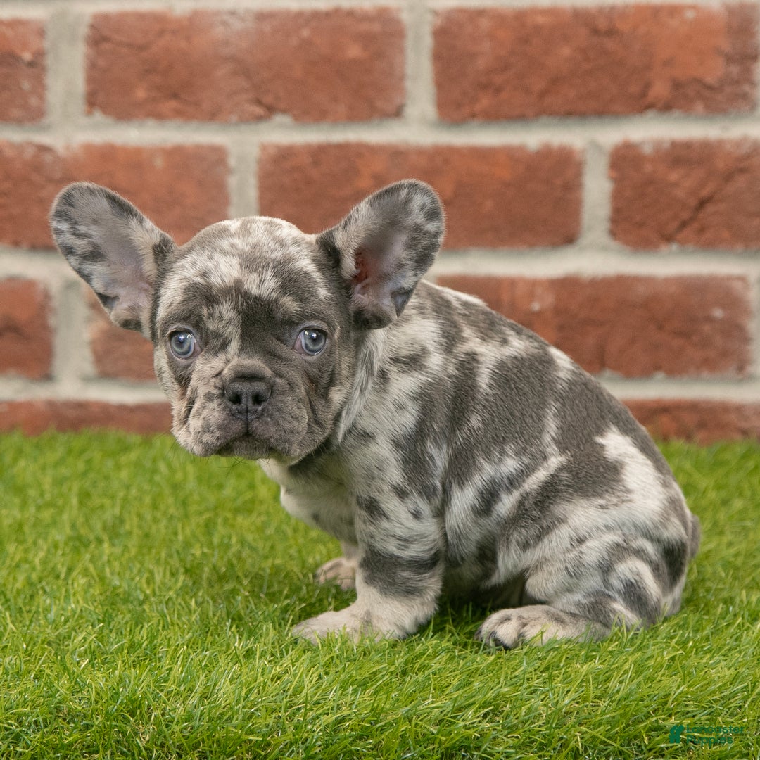 French Bulldog dogs for sale: Diesel - Ad 4