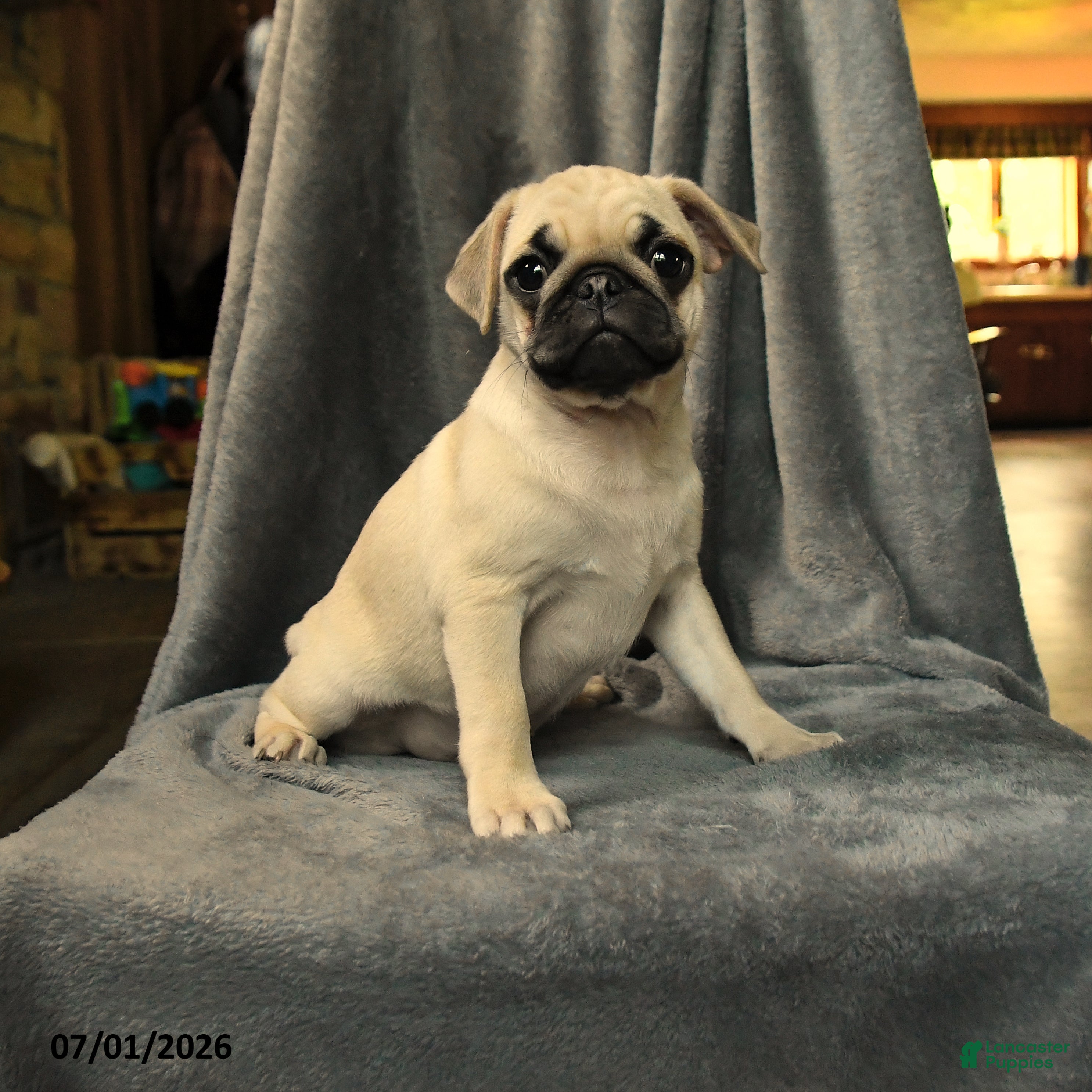 Pug dogs Lucy - Ad 2