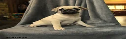 Pug dogs for sale: Lucy - Ad 2