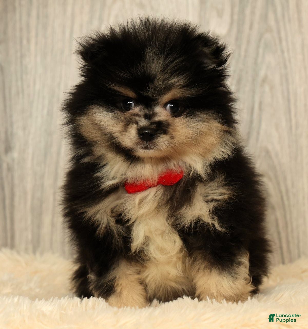 Pomeranian dogs for sale: Sonny - Ad 3