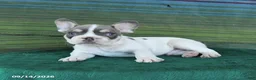 French Bulldog dogs for sale: Oliver - Ad 4