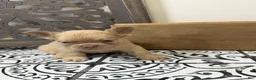 French Bulldog dogs for sale: King George - Ad 9