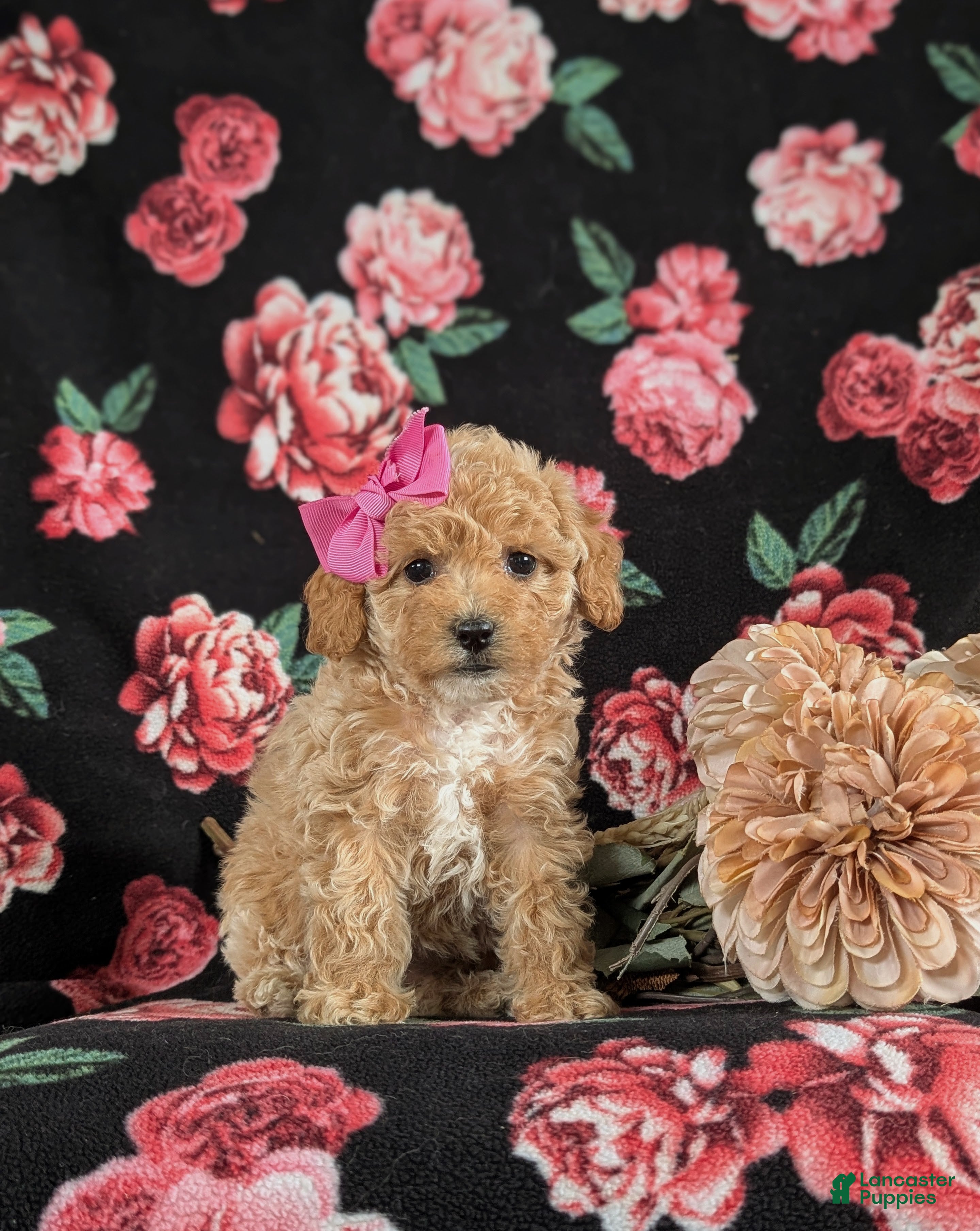 Bichpoo dogs for sale: Rori 9 lbs Full Grown - Ad 3