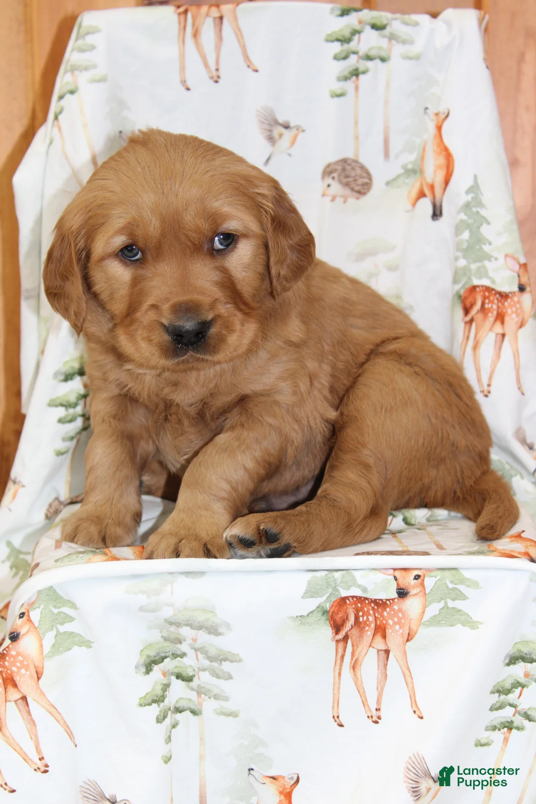 Golden Retriever dogs for sale: Copper - Ad 4
