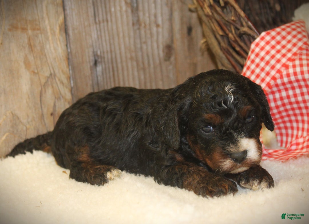 Cavapoo dogs for sale: Tess - Ad 4