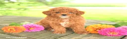 Toy Poodle dogs for sale: Petunia - Ad 1