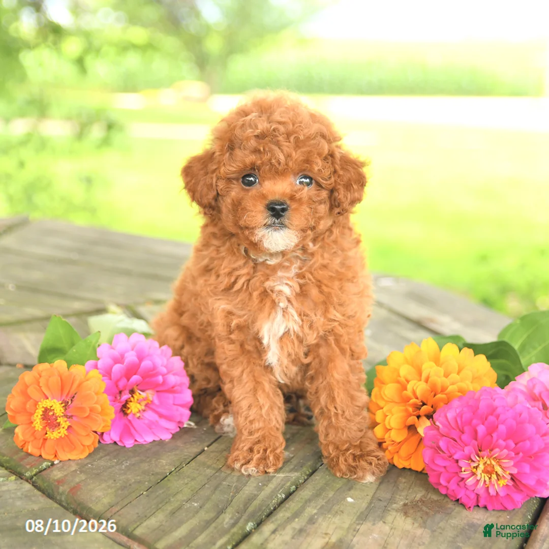Toy Poodle dogs for sale: Petunia - Ad 1