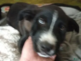 Mixed Breed dogs Mixed Breed Puppy 2 - Ad 14