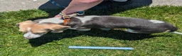 Beagle dogs for sale: Beadle Jojo Max - Ad 11