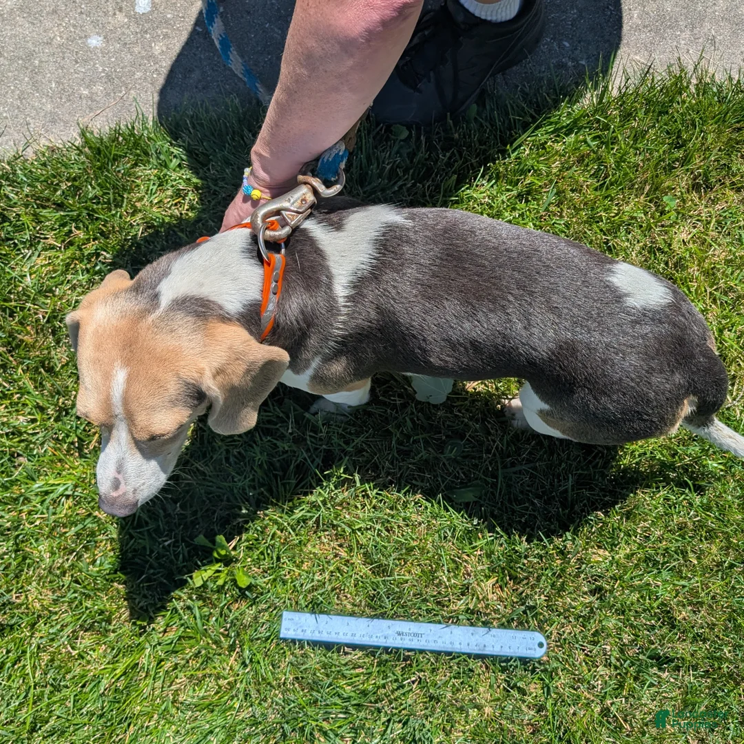 Beagle dogs for sale: Beadle Jojo Max - Ad 11