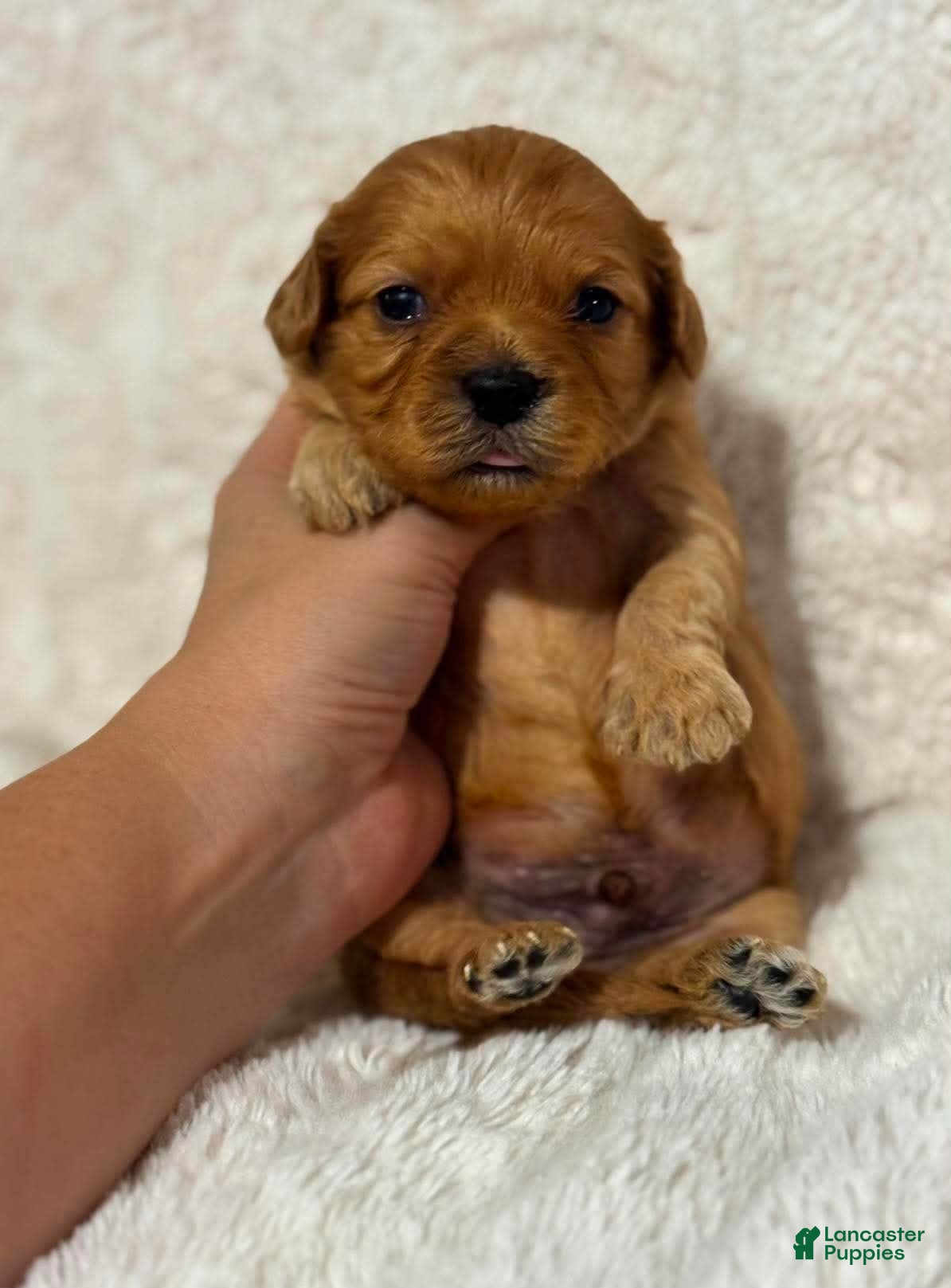 Cavapoo dogs Abe - Ad 42