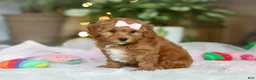 Cavapoo dogs for sale: Maggie - Ad 6