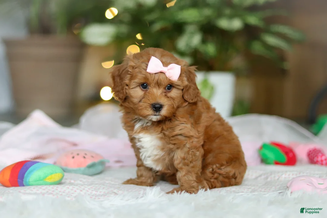 Cavapoo dogs for sale: Maggie - Ad 6