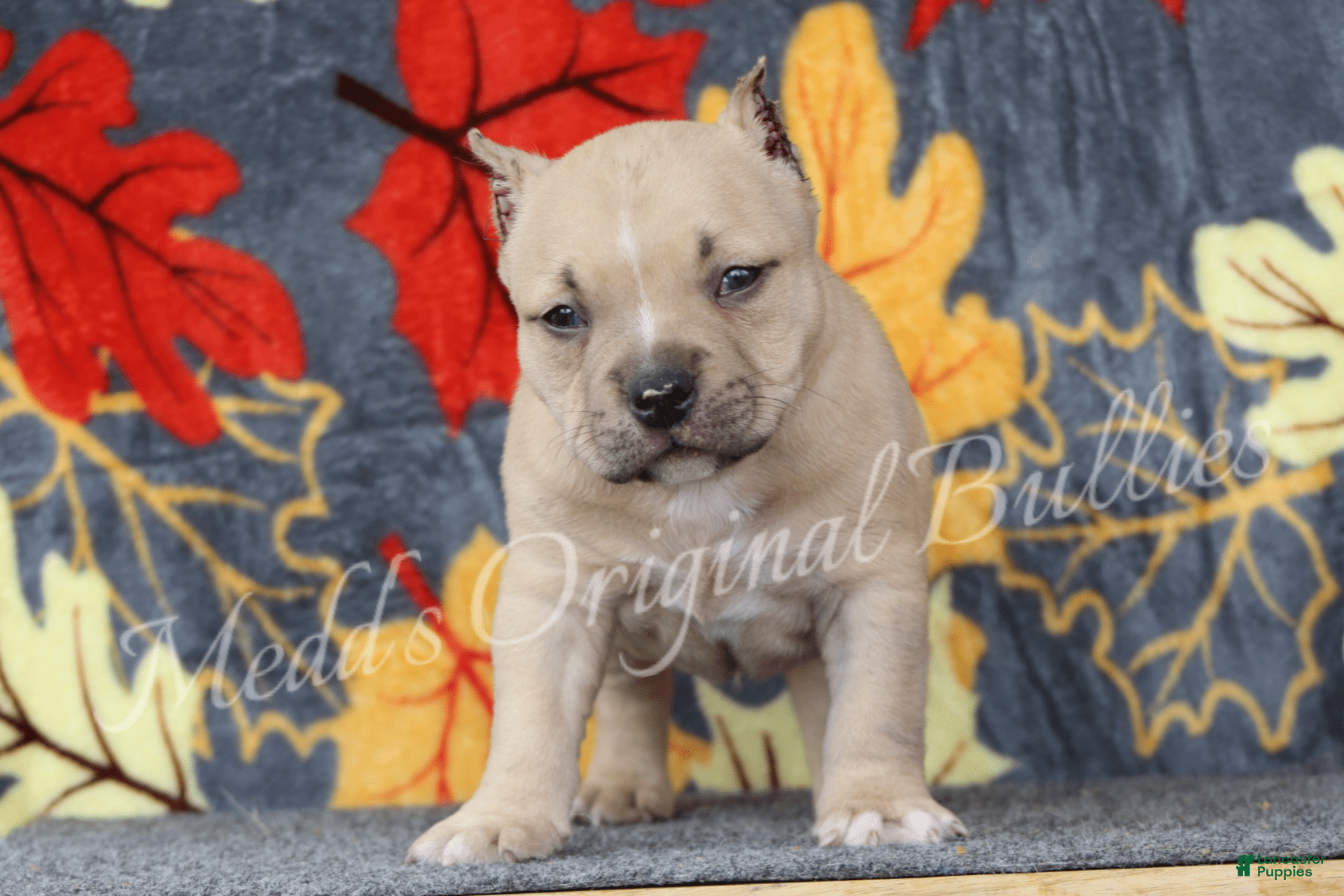 Bully Dogs Bully Kutta Puppies For Sale Near Me American Bully