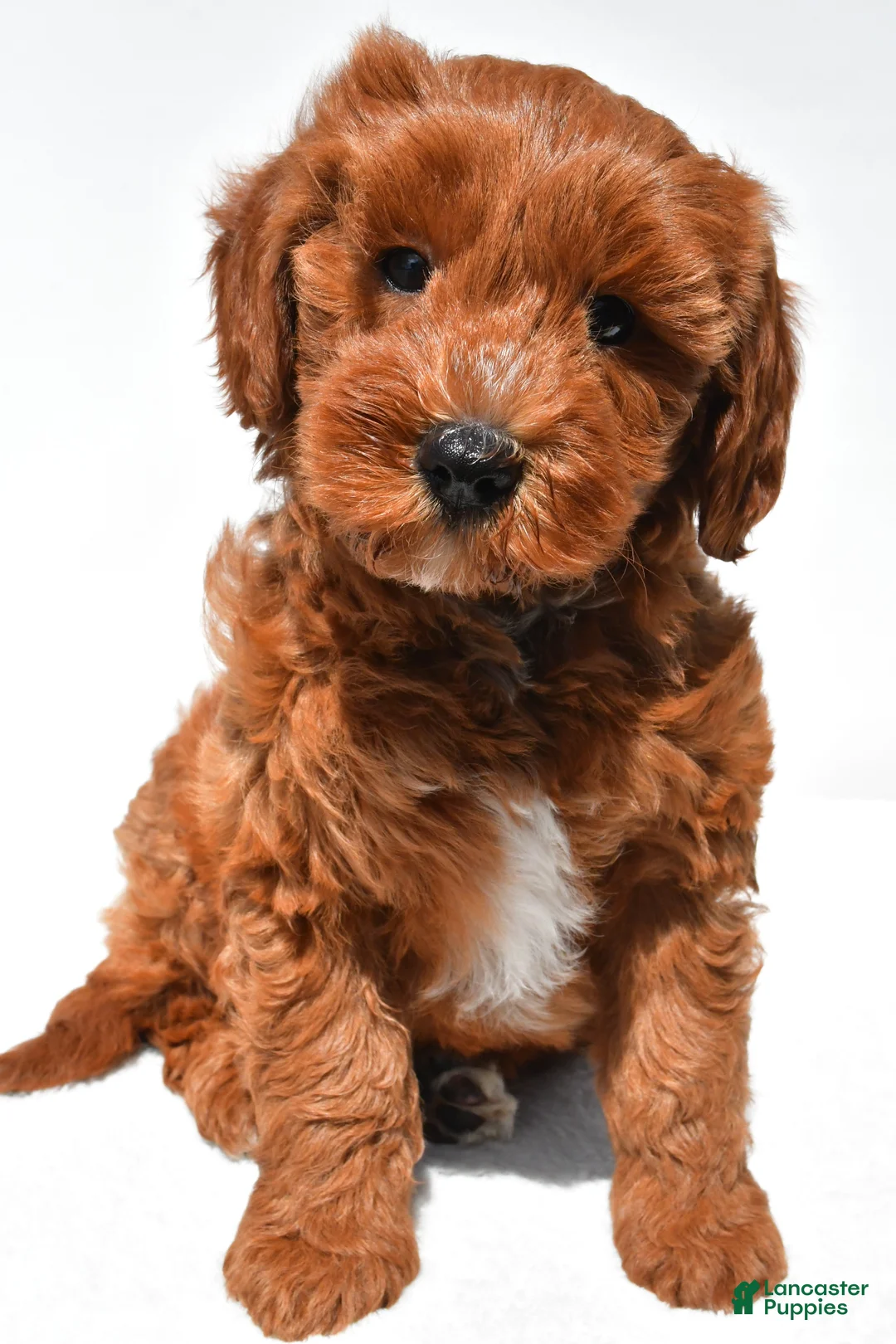Mini Goldendoodle dogs for sale: Austin - Ad 2