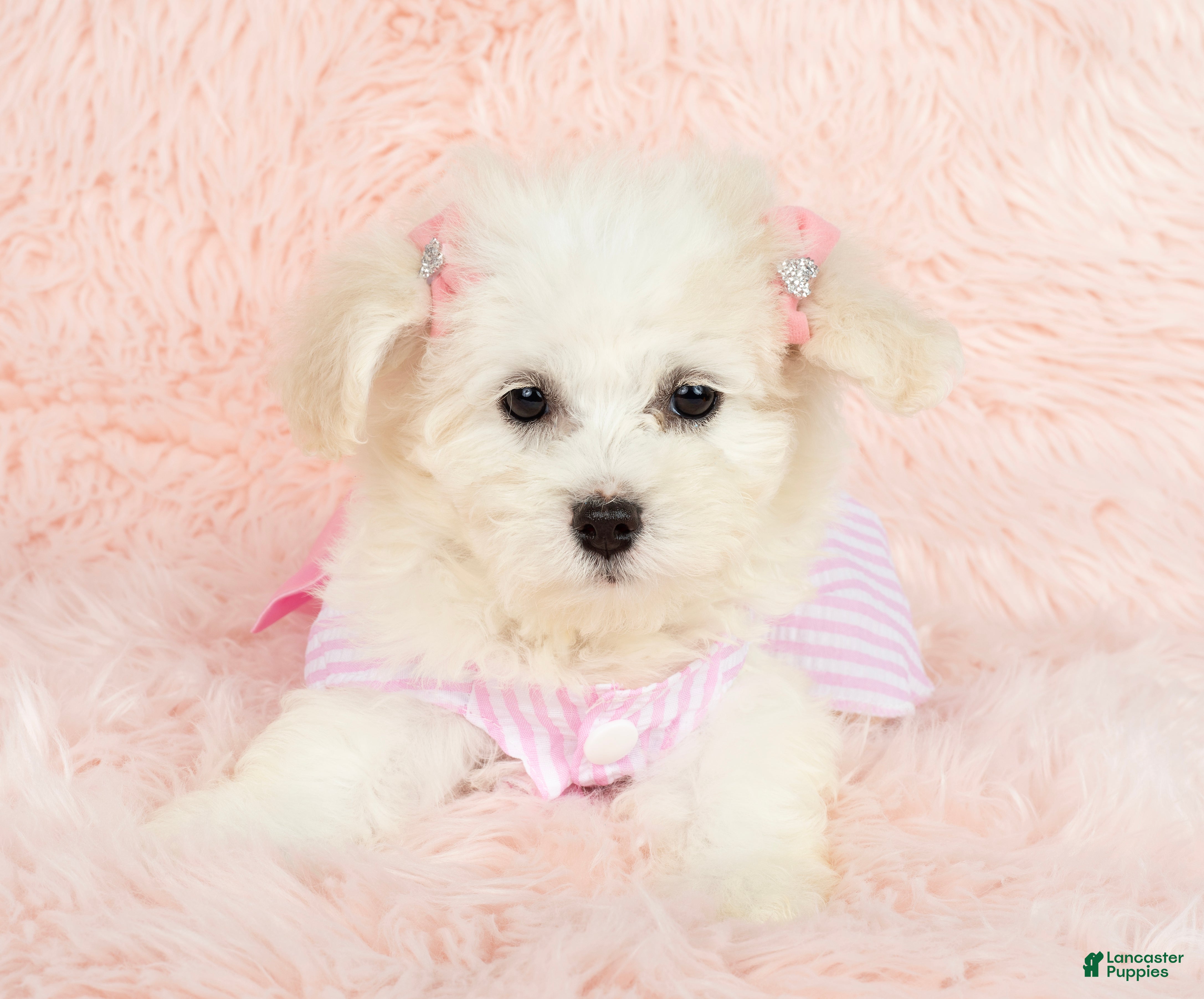 Maltipoo dogs Pearl - Ad 1