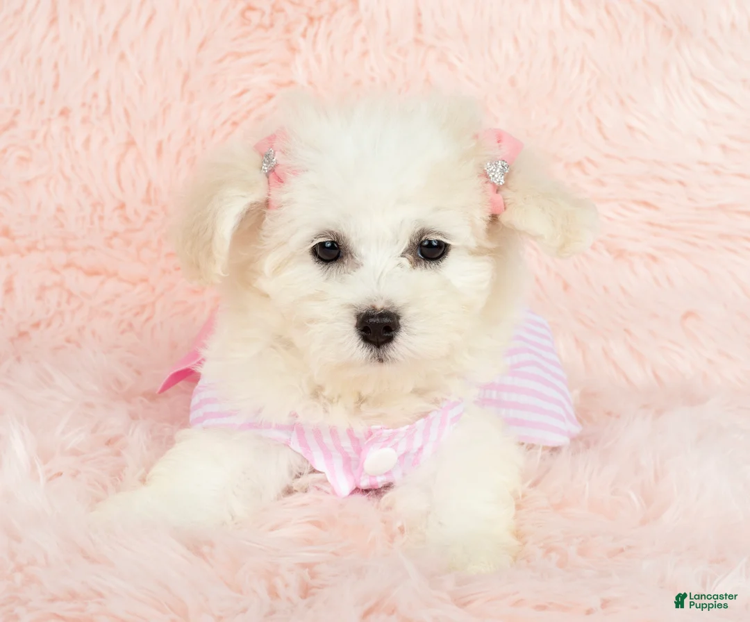Maltipoo dogs for sale: Pearl - Ad 2